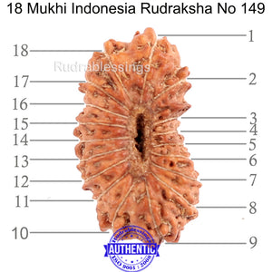 18 Mukhi Rudraksha from Indonesia - Bead No. 149