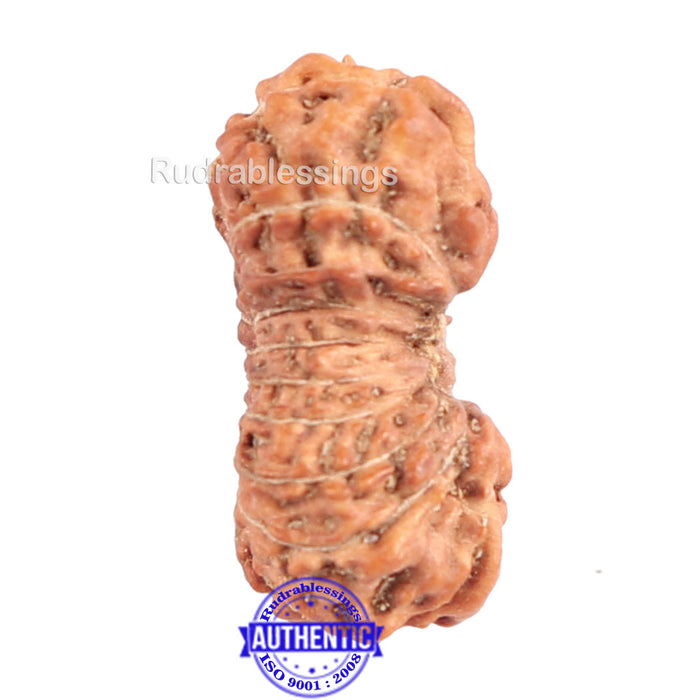 18 Mukhi Rudraksha from Indonesia - Bead No. 149