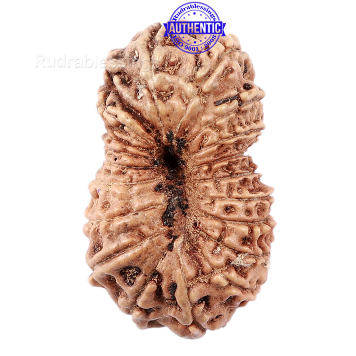 18 Mukhi Rudraksha from Indonesia - Bead No. 151