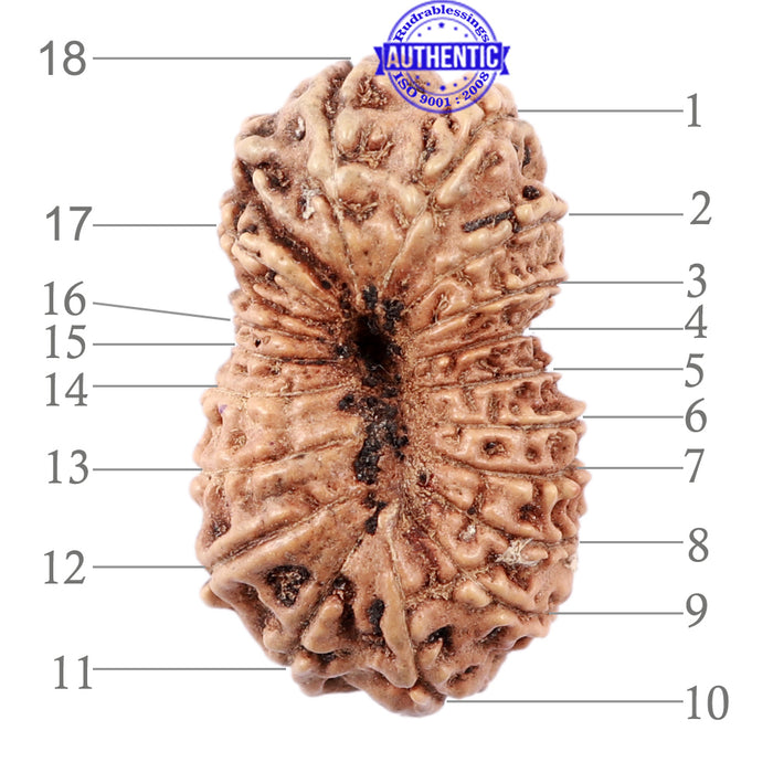 18 Mukhi Rudraksha from Indonesia - Bead No. 151