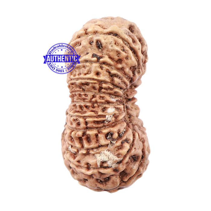18 Mukhi Rudraksha from Indonesia - Bead No. 151