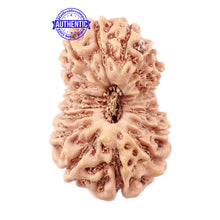 Load image into Gallery viewer, 18 Mukhi Rudraksha from Indonesia - Bead No. 152
