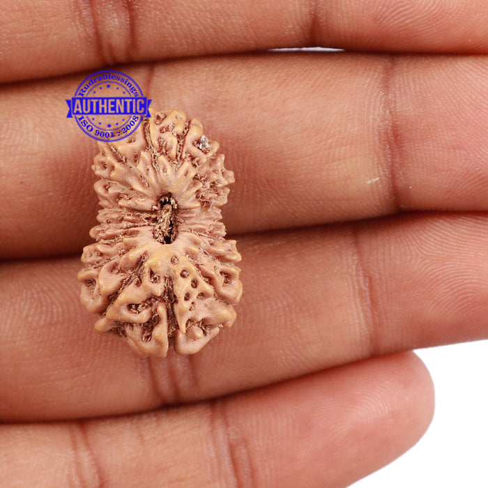 18 Mukhi Rudraksha from Indonesia - Bead No. 152