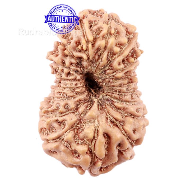 18 Mukhi Rudraksha from Indonesia - Bead No. 152