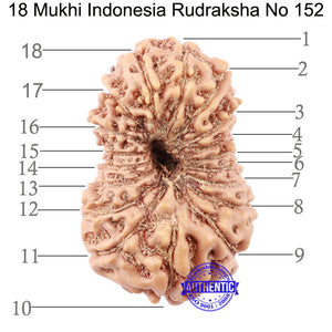 18 Mukhi Rudraksha from Indonesia - Bead No. 152