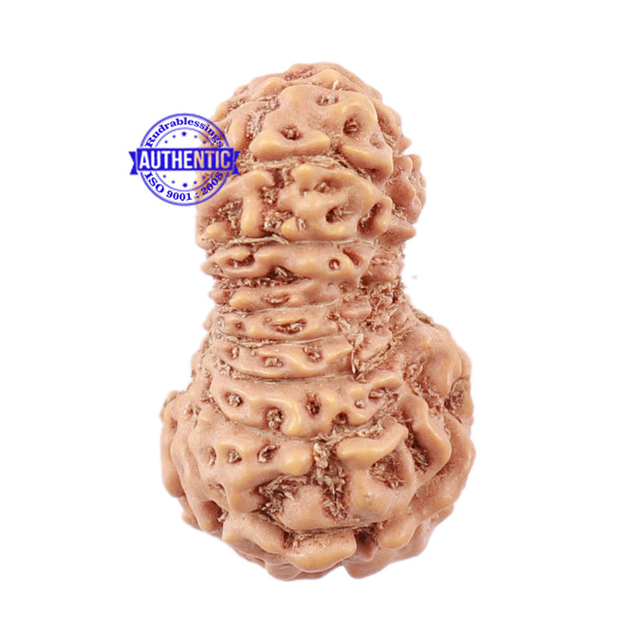 18 Mukhi Rudraksha from Indonesia - Bead No. 152