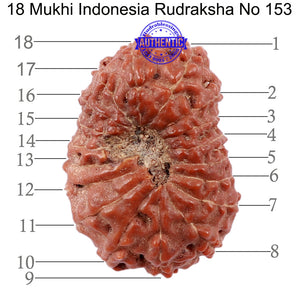 18 Mukhi Rudraksha from Indonesia - Bead No. 153