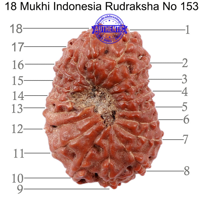 18 Mukhi Rudraksha from Indonesia - Bead No. 153