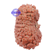 Load image into Gallery viewer, 18 Mukhi Rudraksha from Indonesia - Bead No. 153
