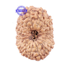 Load image into Gallery viewer, 18 Mukhi Rudraksha from Indonesia - Bead No. 154

