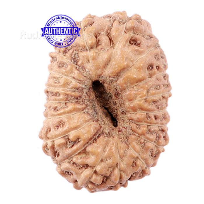 18 Mukhi Rudraksha from Indonesia - Bead No. 154