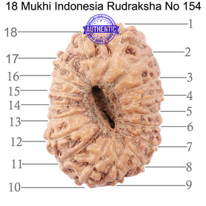 18 Mukhi Rudraksha from Indonesia - Bead No. 154