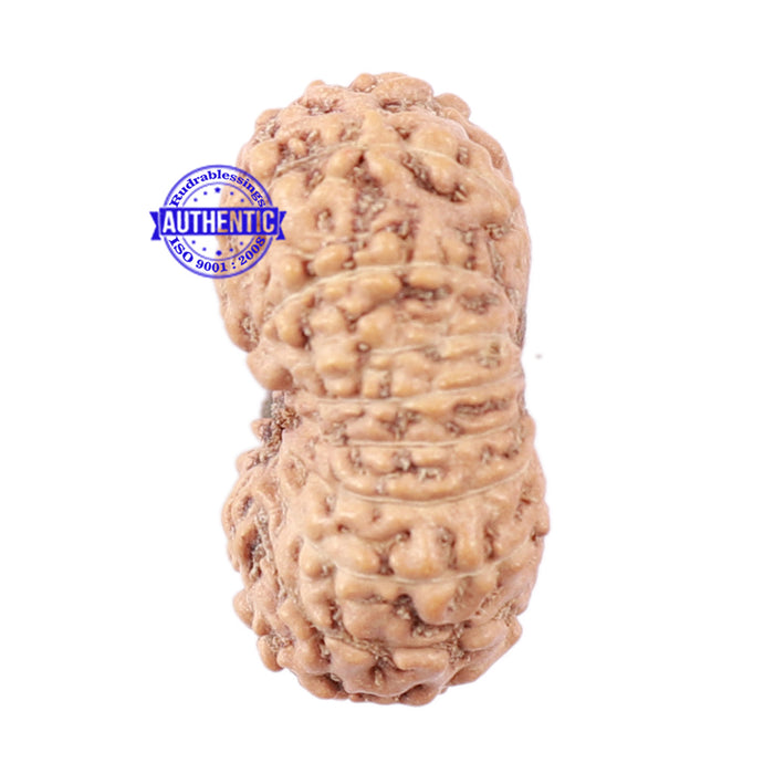 18 Mukhi Rudraksha from Indonesia - Bead No. 154