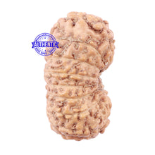 Load image into Gallery viewer, 18 Mukhi Rudraksha from Indonesia - Bead No. 154
