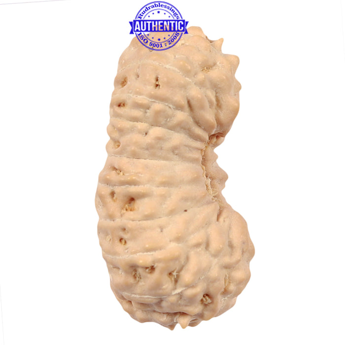 18 Mukhi Rudraksha from Indonesia - Bead No. 47