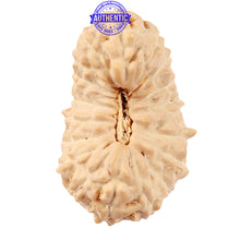 Load image into Gallery viewer, 18 Mukhi Rudraksha from Indonesia - Bead No. 47
