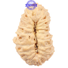 Load image into Gallery viewer, 18 Mukhi Rudraksha from Indonesia - Bead No. 47
