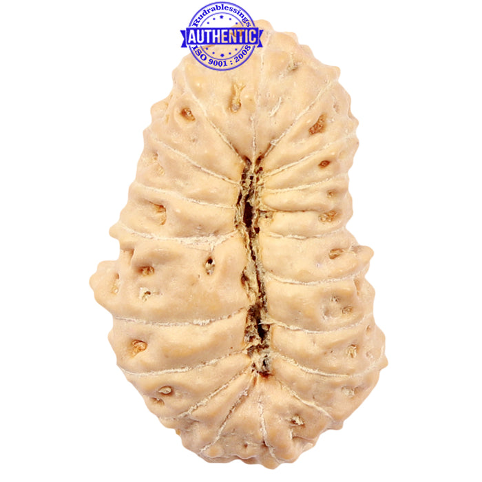 18 Mukhi Rudraksha from Indonesia - Bead No. 47