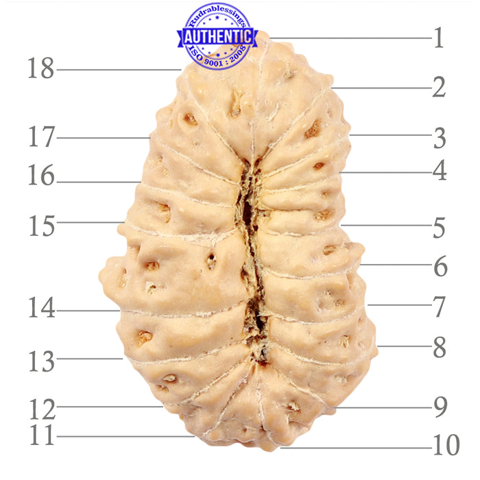 18 Mukhi Rudraksha from Indonesia - Bead No. 47