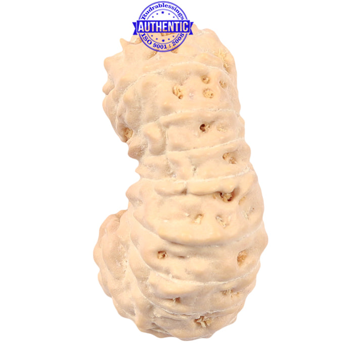 18 Mukhi Rudraksha from Indonesia - Bead No. 47