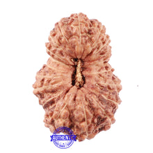 Load image into Gallery viewer, 18 Mukhi Rudraksha from Indonesia - Bead No. 60

