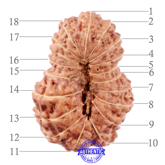 18 Mukhi Rudraksha from Indonesia - Bead No. 60