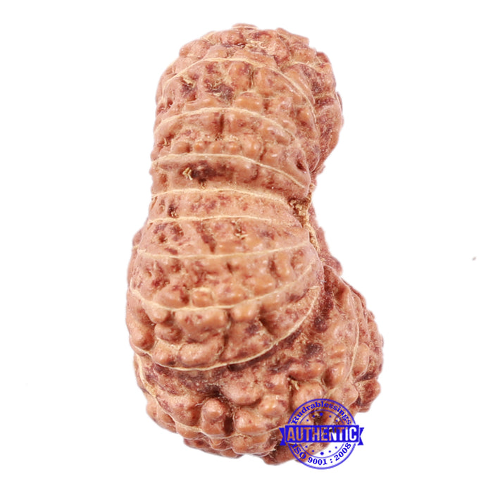 18 Mukhi Rudraksha from Indonesia - Bead No. 60