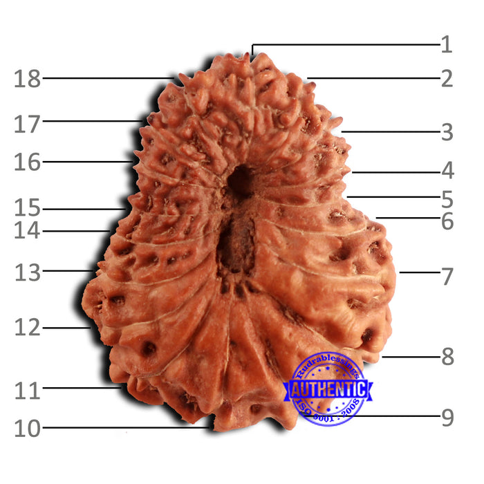 18 Mukhi Rudraksha from Indonesia - Bead No. 187