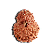 Load image into Gallery viewer, 18 Mukhi Rudraksha from Indonesia - Bead No. 187
