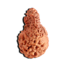 Load image into Gallery viewer, 18 Mukhi Rudraksha from Indonesia - Bead No. 187
