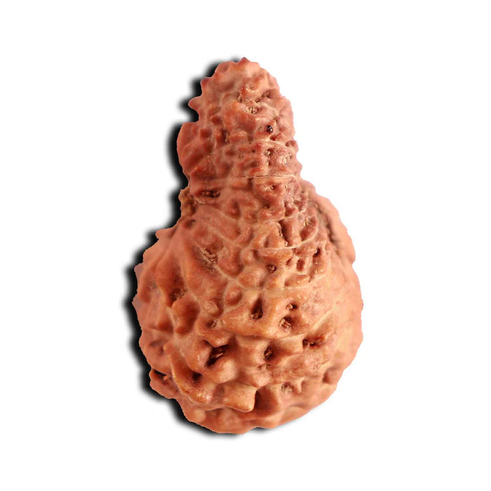 18 Mukhi Rudraksha from Indonesia - Bead No. 187