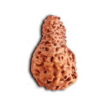 Load image into Gallery viewer, 18 Mukhi Rudraksha from Indonesia - Bead No. 187
