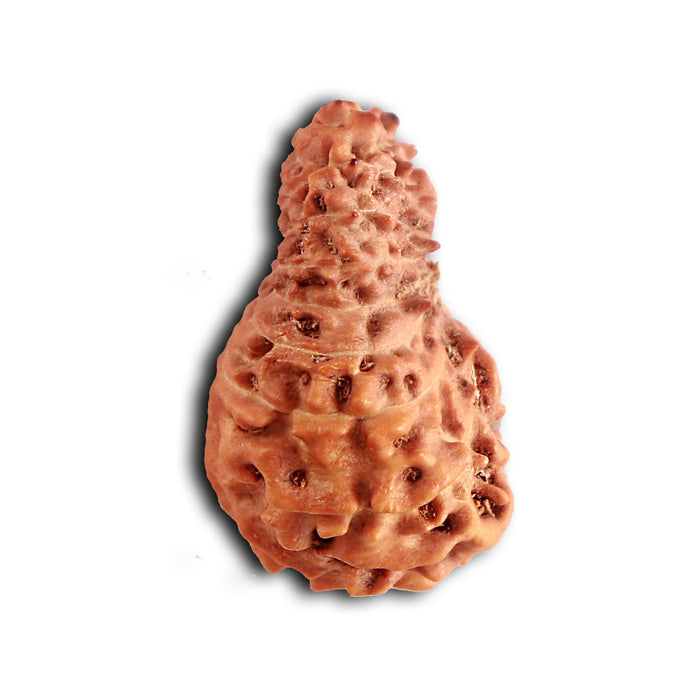18 Mukhi Rudraksha from Indonesia - Bead No. 187