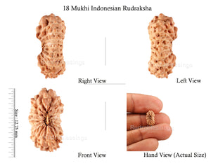 18 Mukhi Rudraksha from Indonesia - Bead No. 110