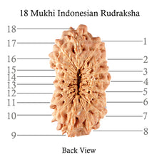 Load image into Gallery viewer, 18 Mukhi Rudraksha from Indonesia - Bead No. 110
