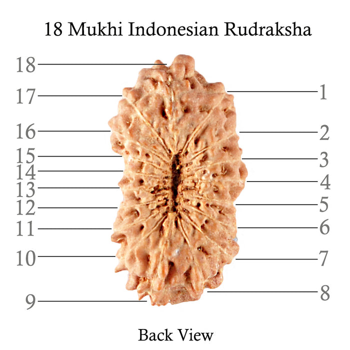 18 Mukhi Rudraksha from Indonesia - Bead No. 110