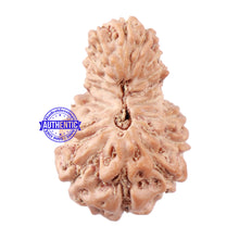 Load image into Gallery viewer, 18 Mukhi Rudraksha from Indonesia - Bead No. 157
