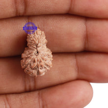 Load image into Gallery viewer, 18 Mukhi Rudraksha from Indonesia - Bead No. 157
