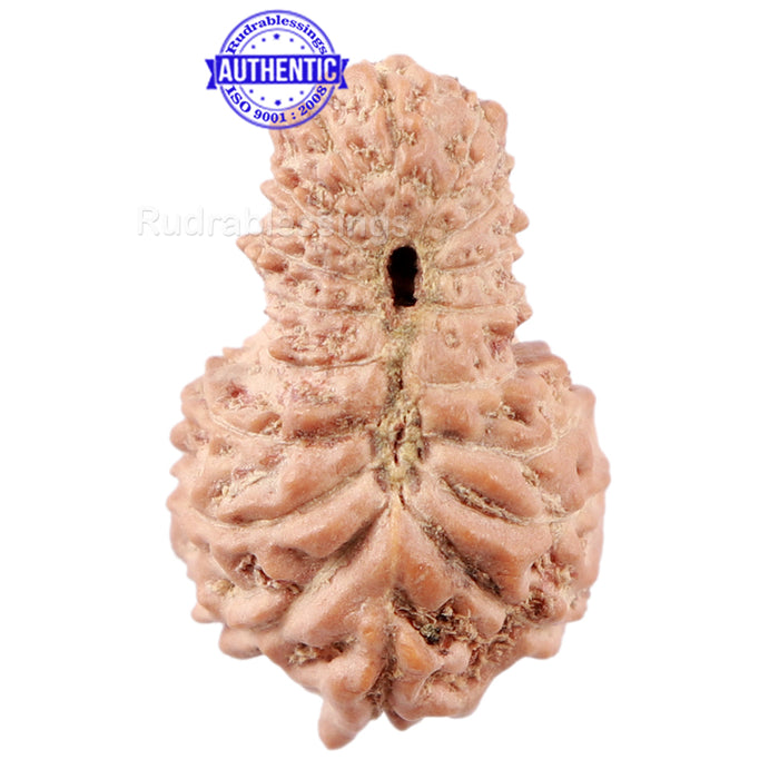 18 Mukhi Rudraksha from Indonesia - Bead No. 157