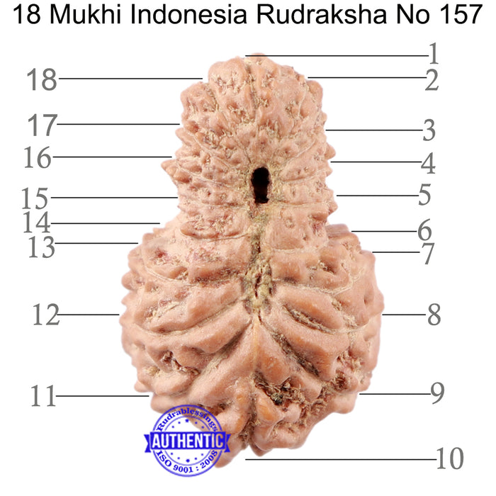 18 Mukhi Rudraksha from Indonesia - Bead No. 157