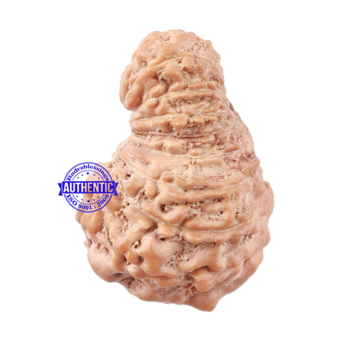 18 Mukhi Rudraksha from Indonesia - Bead No. 157