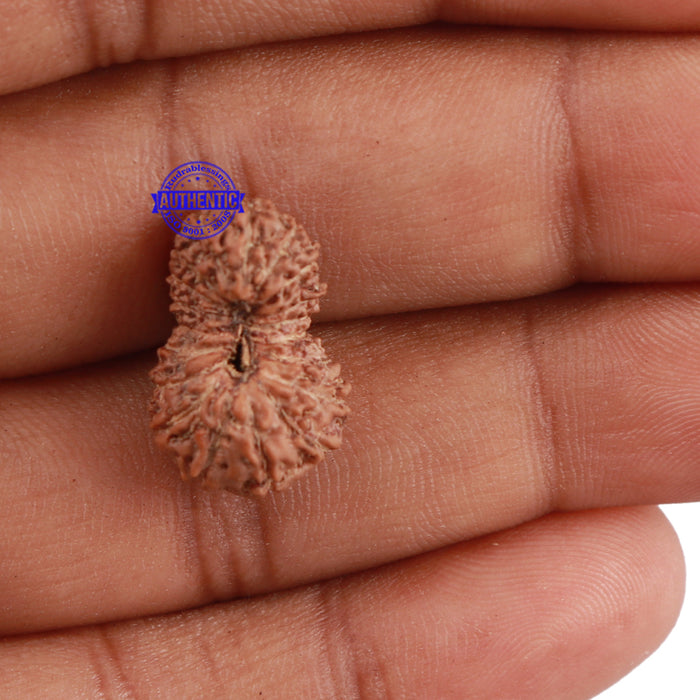 18 Mukhi Rudraksha from Indonesia - Bead No. 158