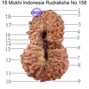 18 Mukhi Rudraksha from Indonesia - Bead No. 158
