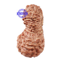 Load image into Gallery viewer, 18 Mukhi Rudraksha from Indonesia - Bead No. 158
