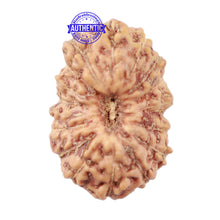 Load image into Gallery viewer, 18 Mukhi Rudraksha from Indonesia - Bead No. 163
