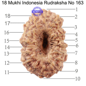 18 Mukhi Rudraksha from Indonesia - Bead No. 163
