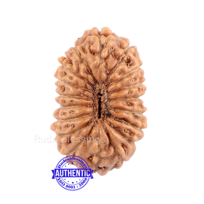 18 Mukhi Rudraksha from Indonesia - Bead No. 118