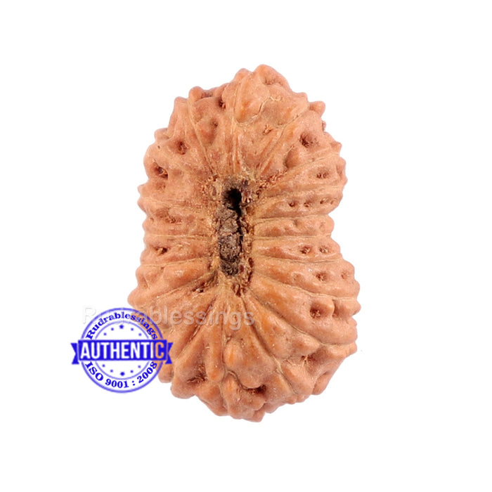18 Mukhi Rudraksha from Indonesia - Bead No. 120