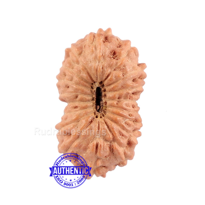 18 Mukhi Rudraksha from Indonesia - Bead No. 121