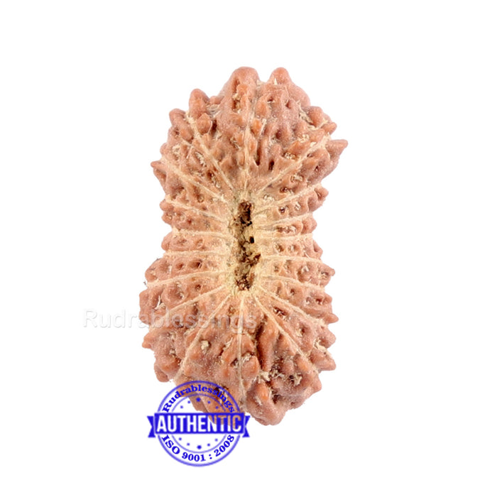 18 Mukhi Rudraksha from Indonesia - Bead No. 123